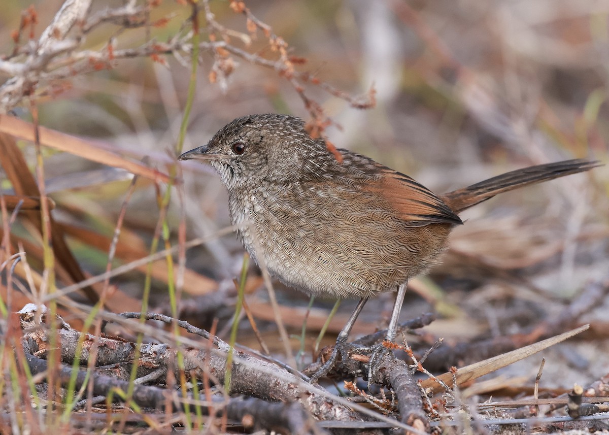 Tüpfelborstenvogel - ML619796925