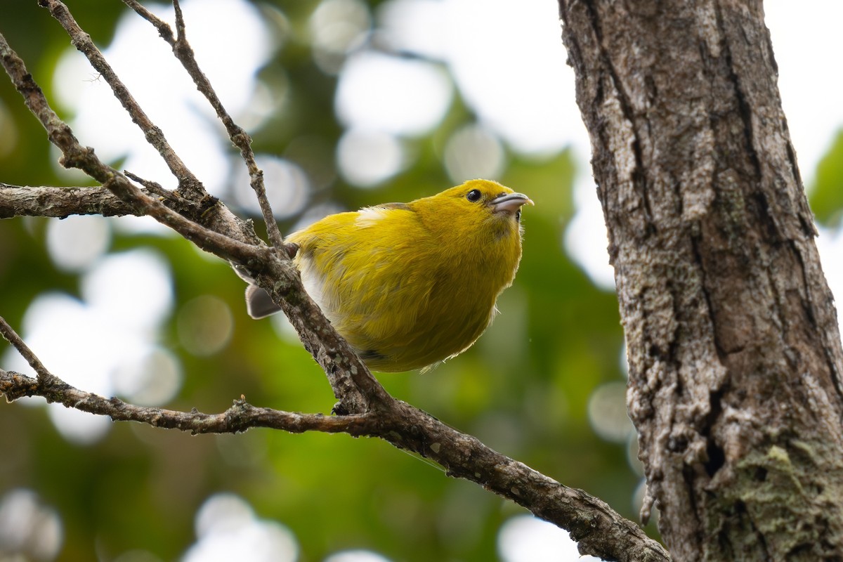 Gelbkleidervogel - ML619796937