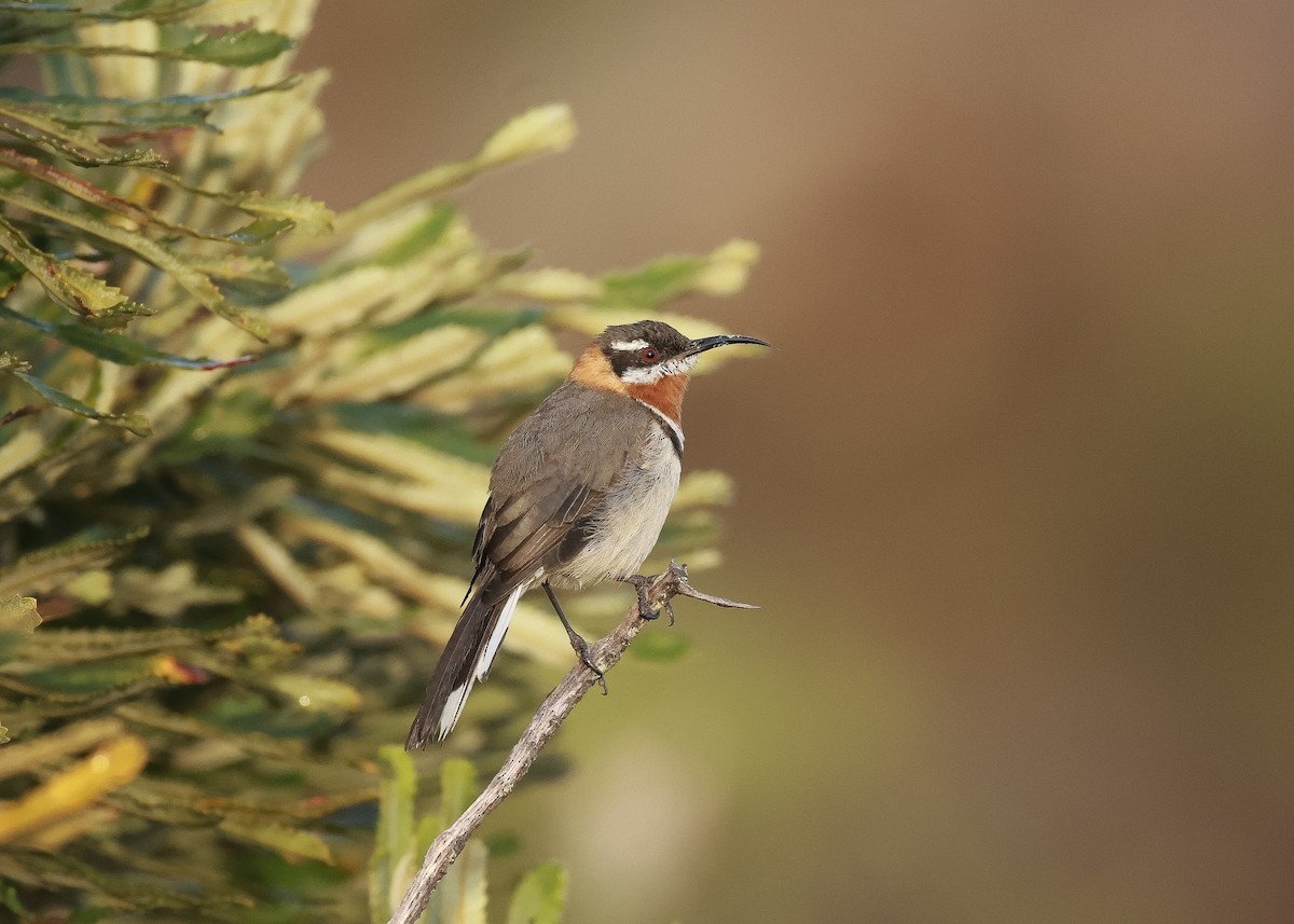 Western Spinebill - ML619796943