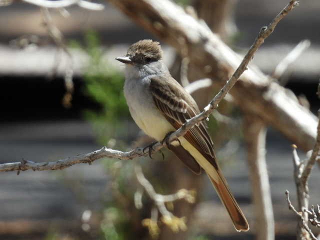 Ash-throated Flycatcher - ML619796947