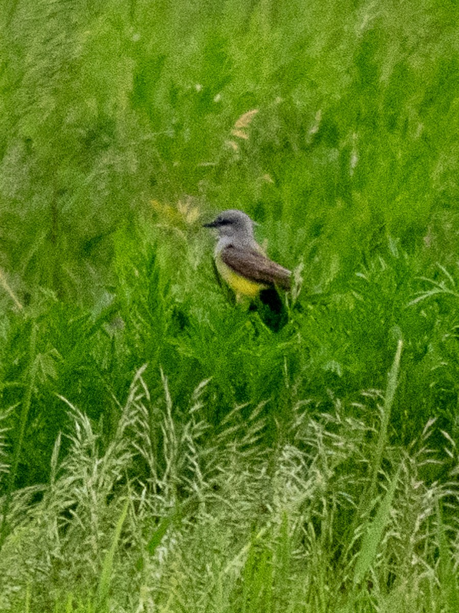 Western Kingbird - ML619796950