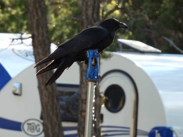 Common Raven - ML619796959