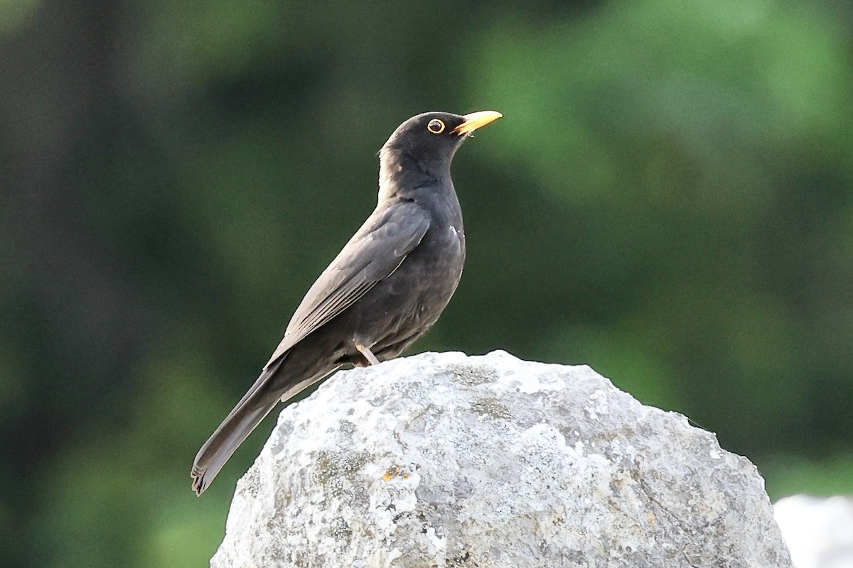 Eurasian Blackbird - ML619796976
