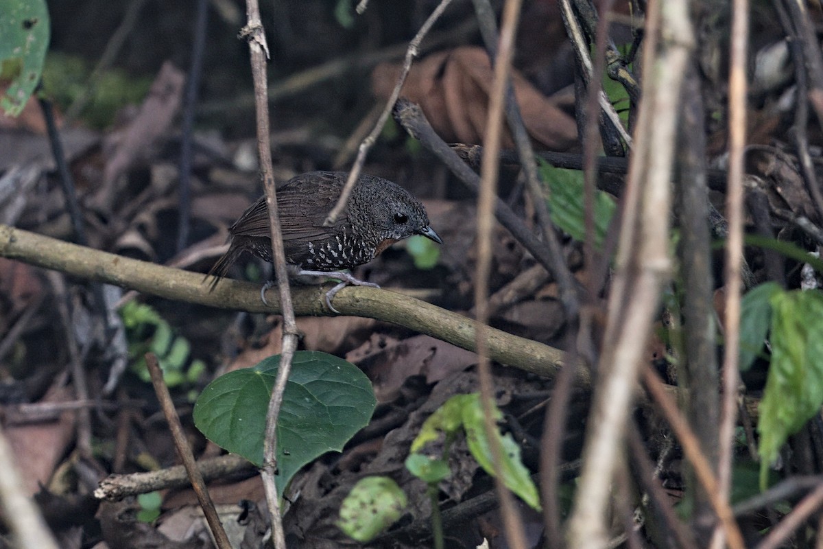 Mishmi Wren-Babbler - ML619796981