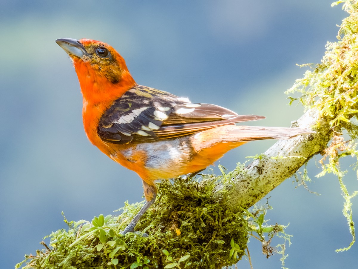 Flame-colored Tanager - ML619796982