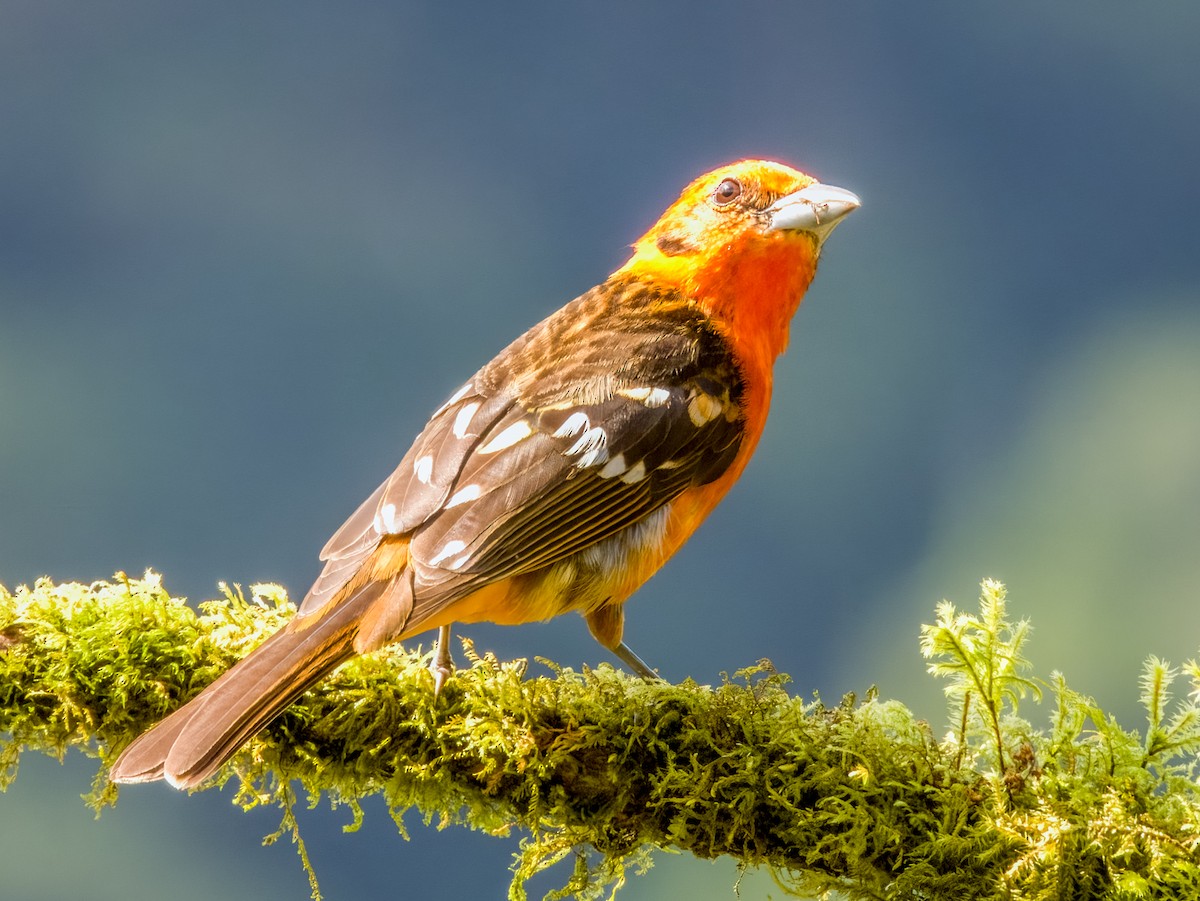 Flame-colored Tanager - ML619797008