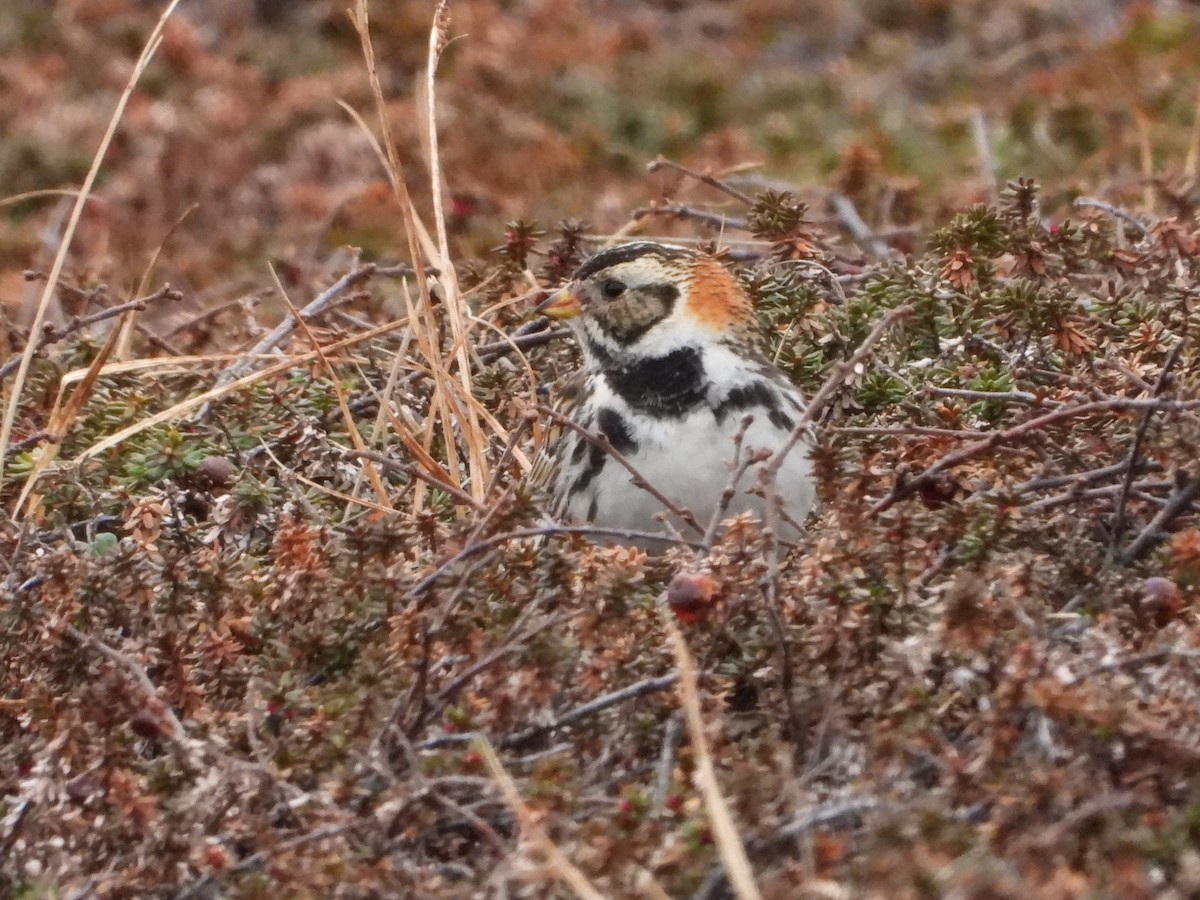 Lapland Longspur - ML619797010