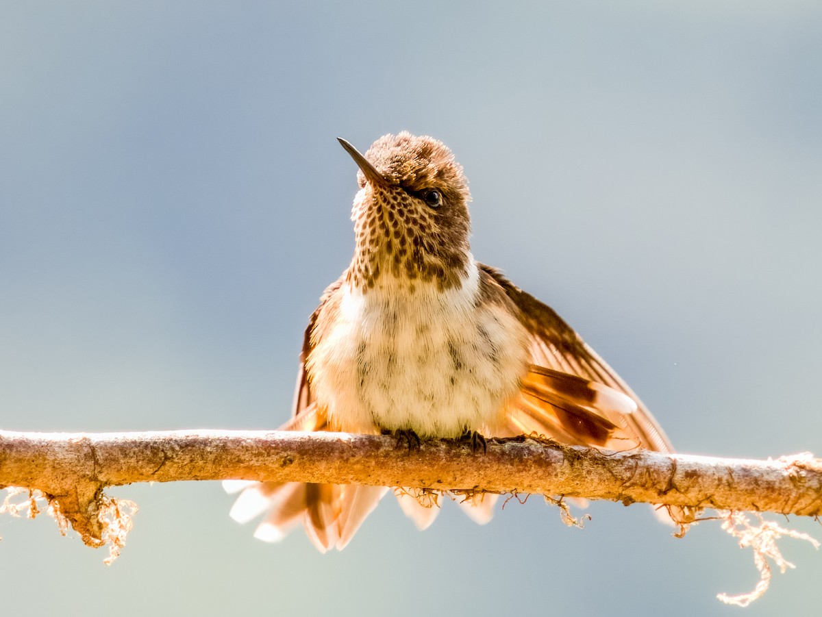 Colibrí Volcanero - ML619797019