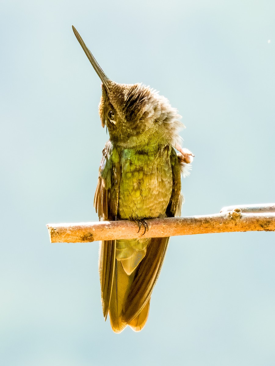 Colibrí de Talamanca - ML619797021