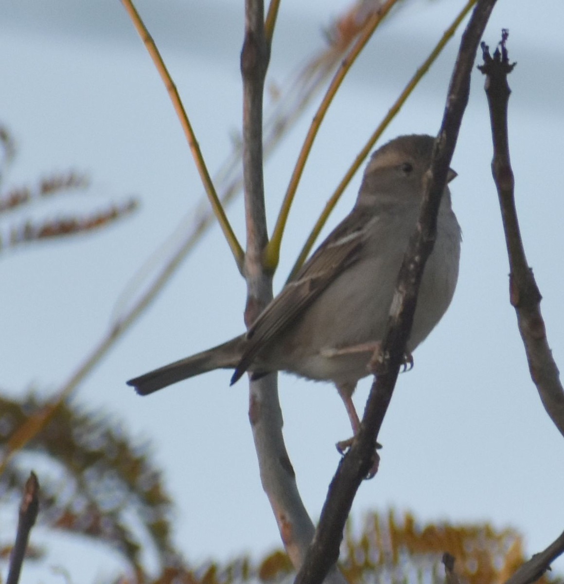 House Sparrow - ML619797098