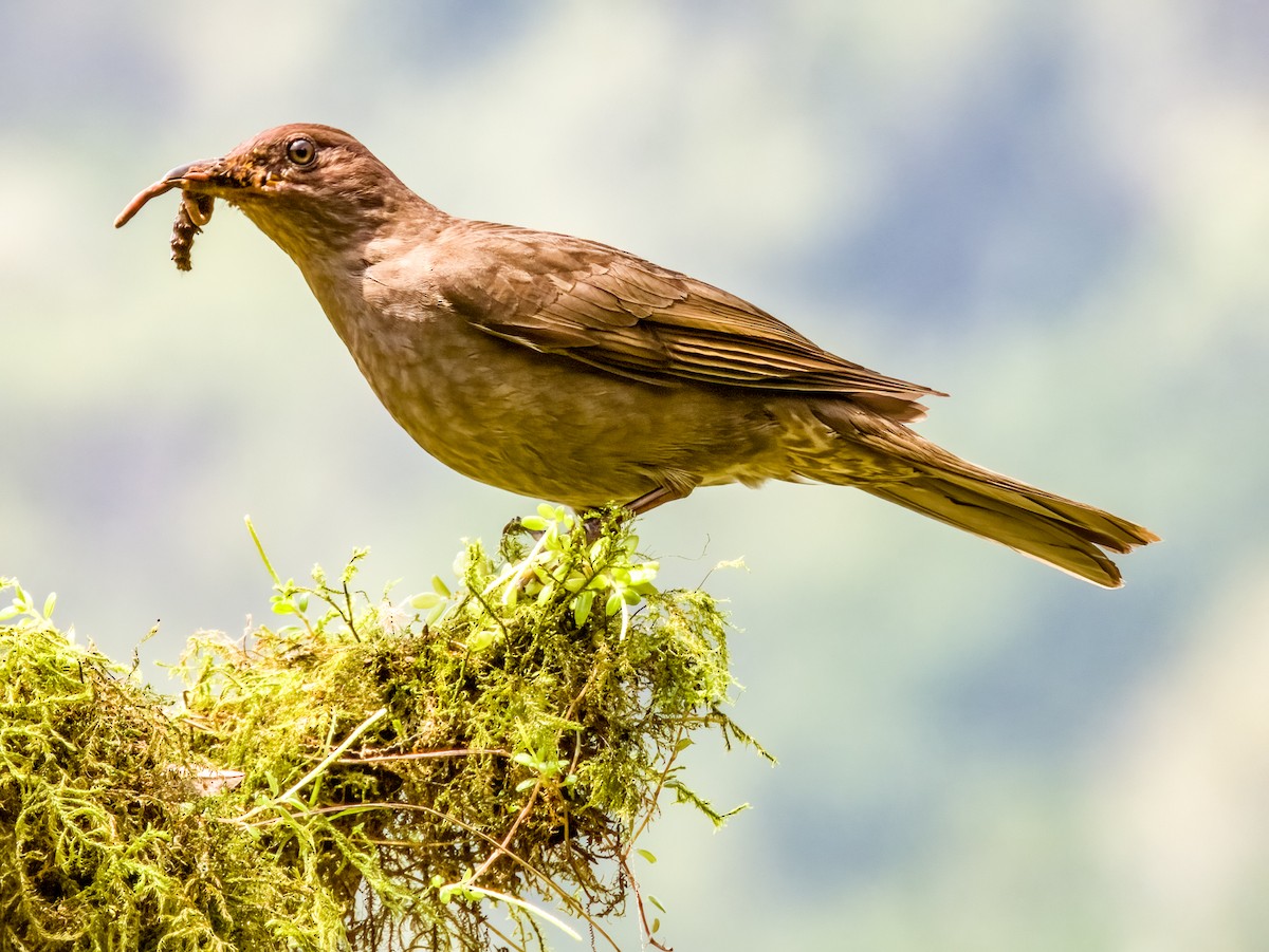 Mountain Thrush - ML619797125