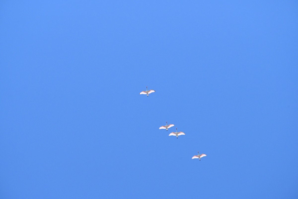 Roseate Spoonbill - ML619797175