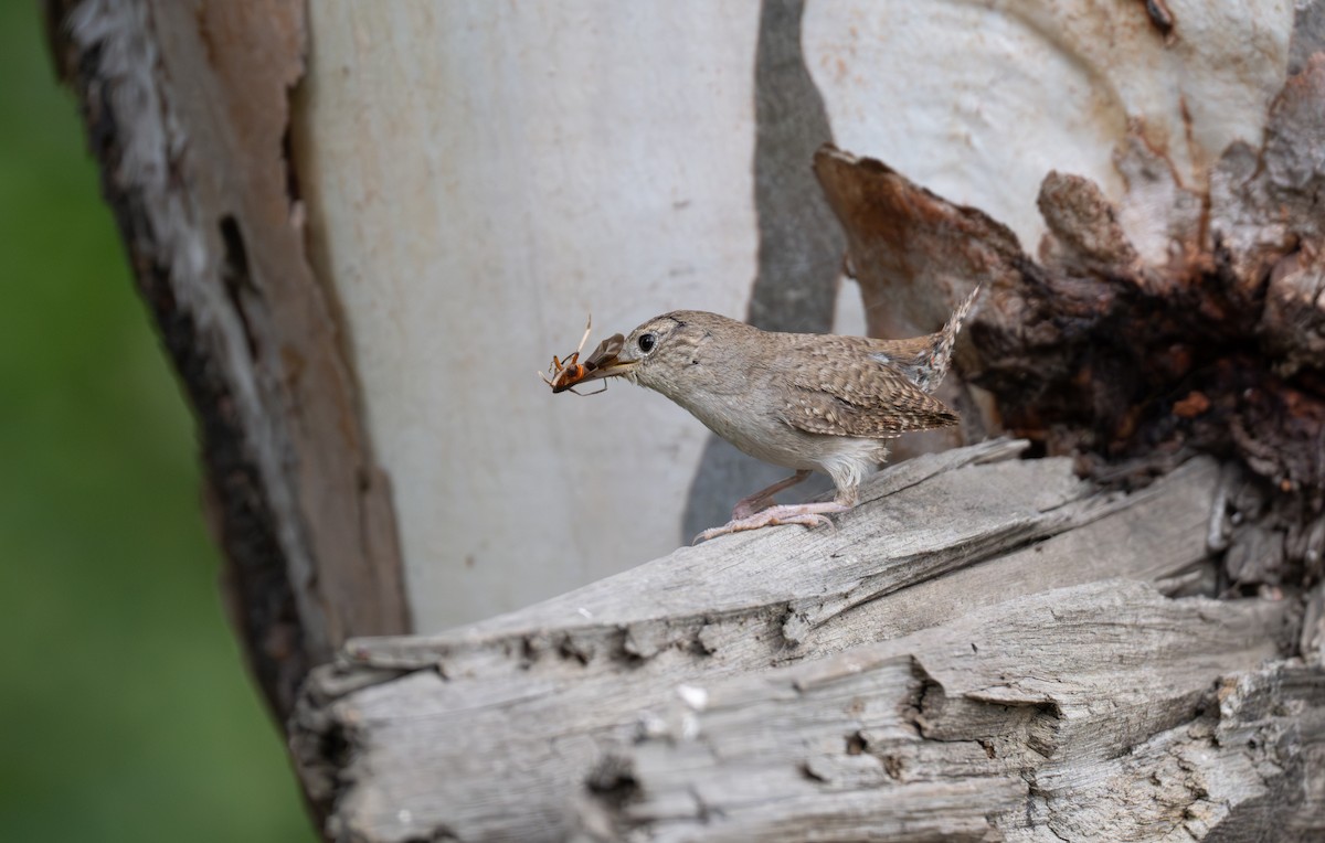 Northern House Wren - ML619797179