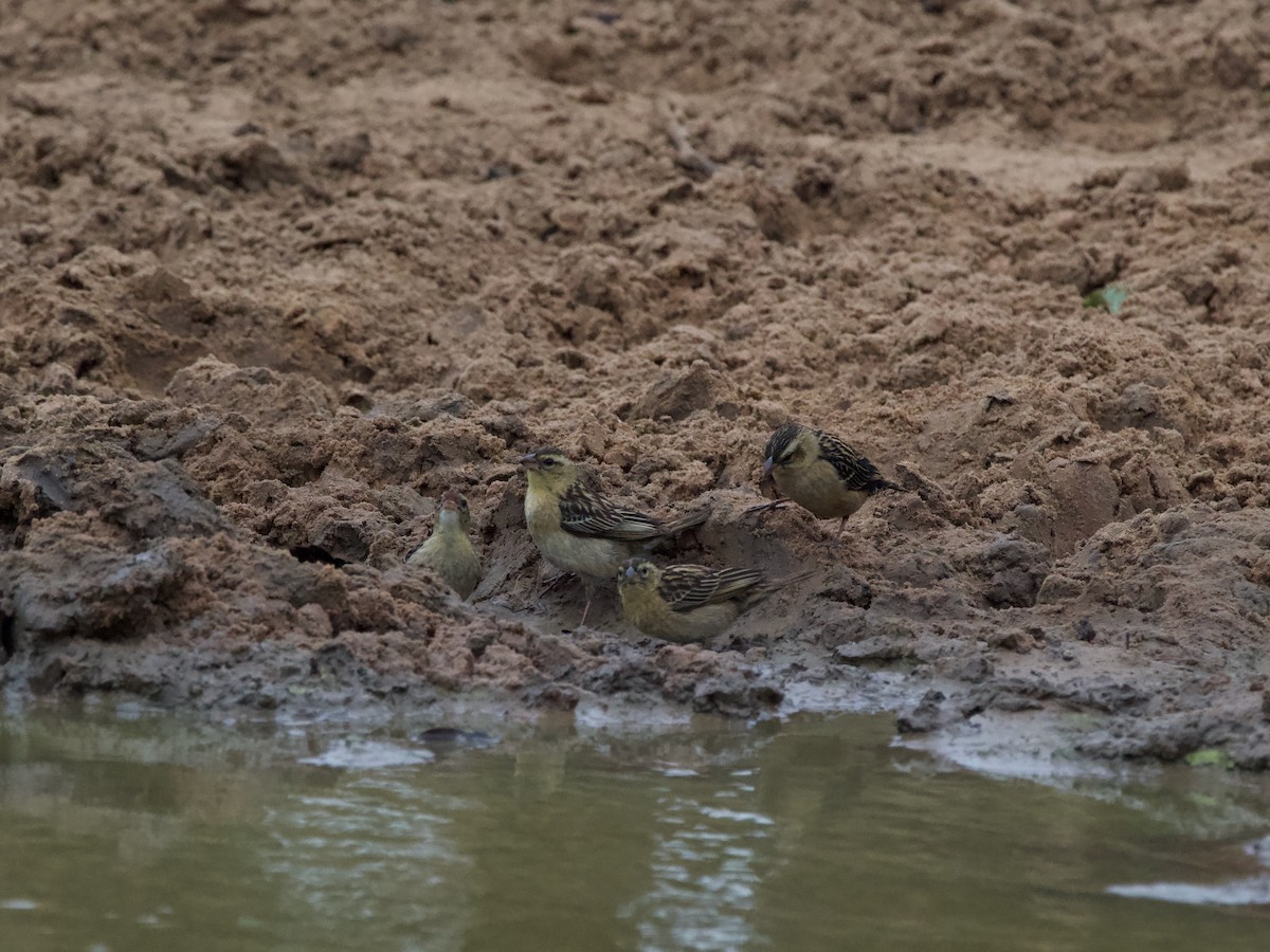 White-winged Widowbird - ML619797200