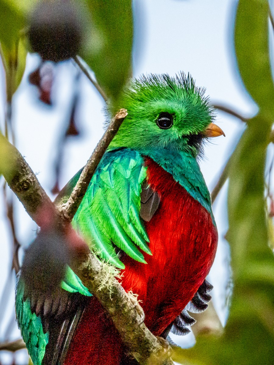 Quetzal Guatemalteco (costaricensis) - ML619797201