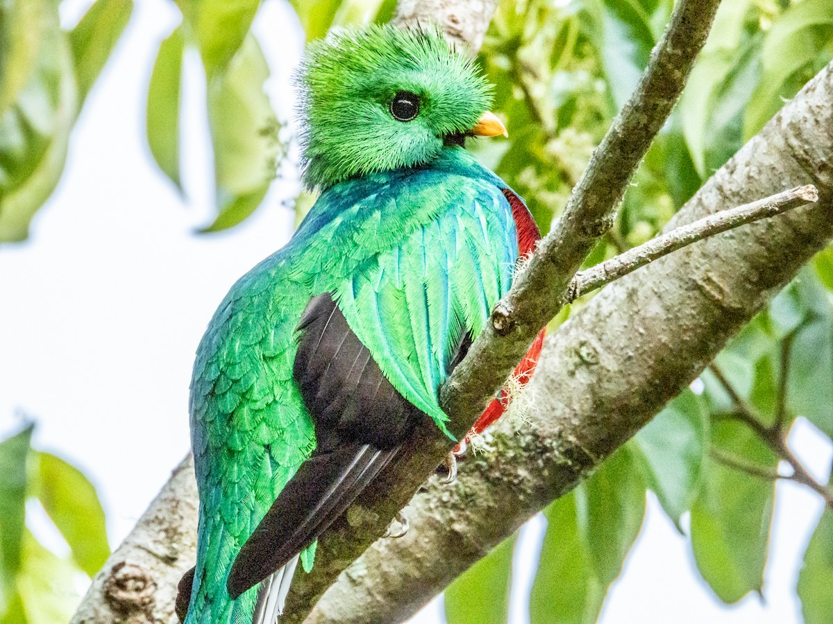 Resplendent Quetzal (Costa Rican) - ML619797202