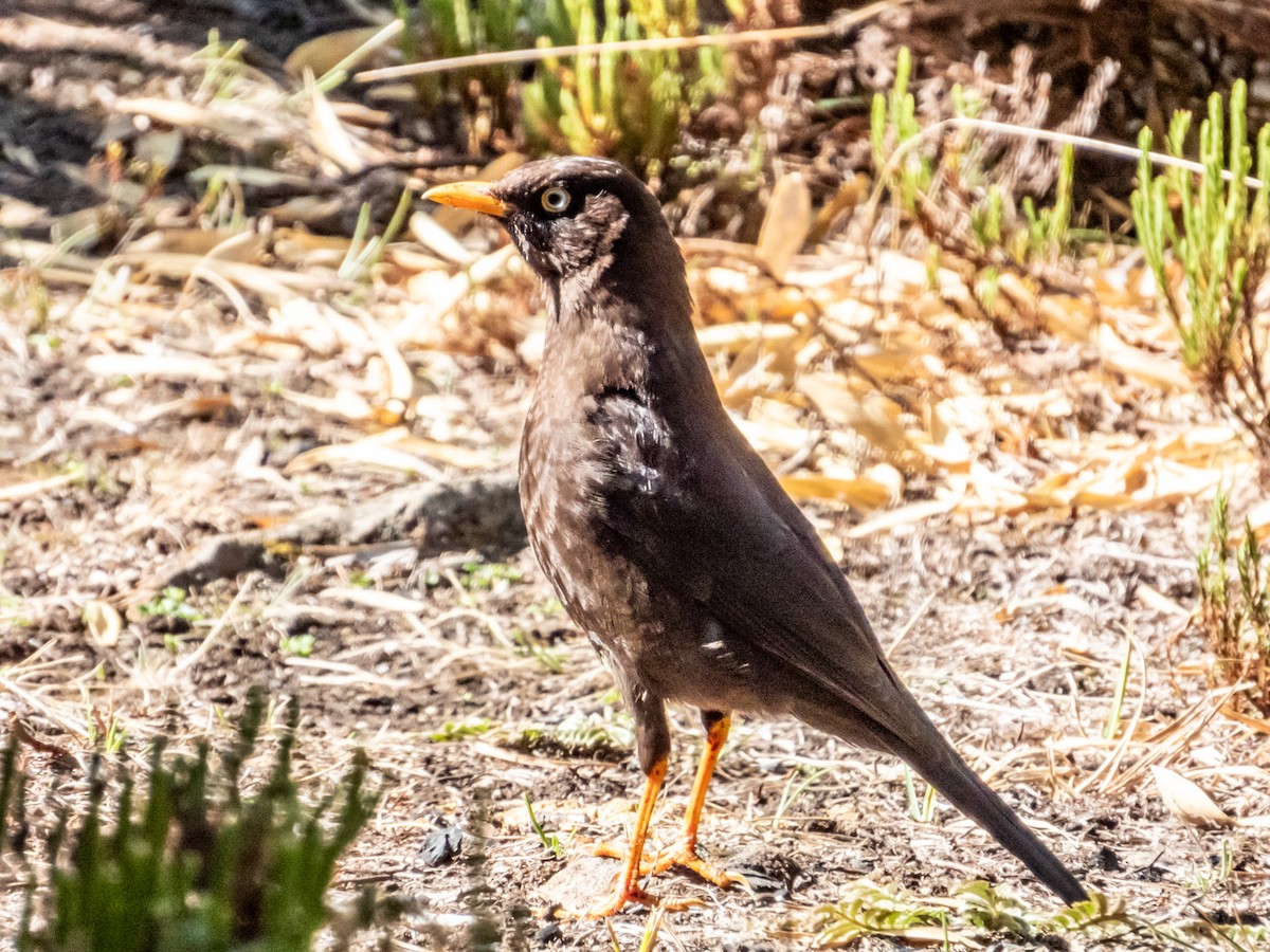 Sooty Thrush - ML619797205