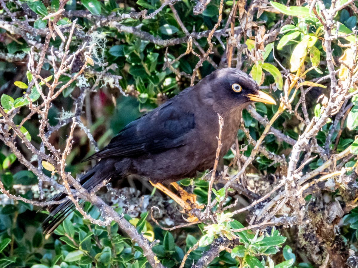 Sooty Thrush - ML619797206