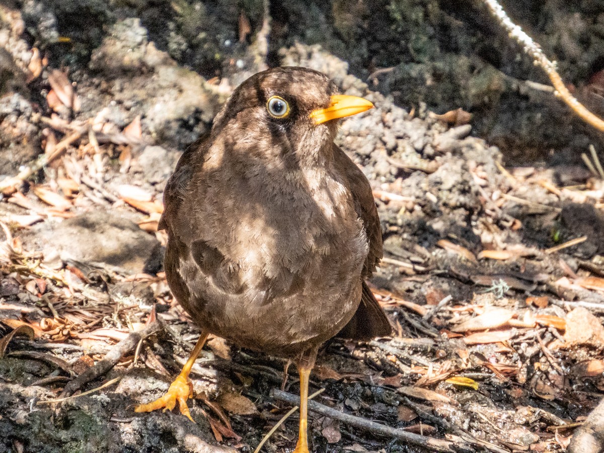 Sooty Thrush - ML619797212