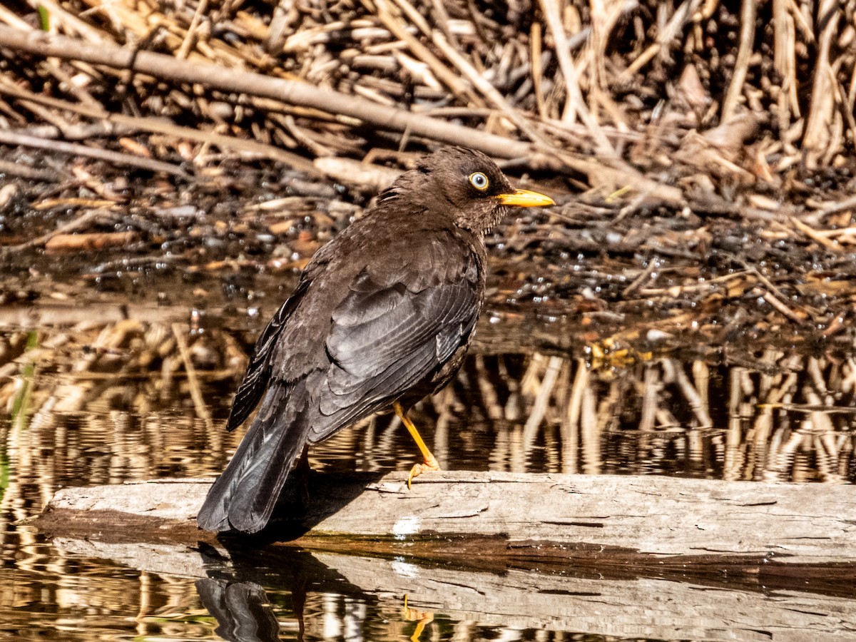 Sooty Thrush - ML619797213