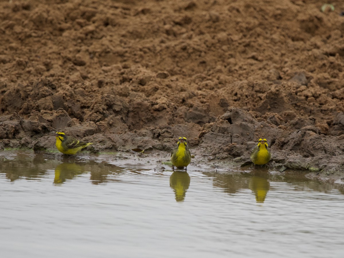 Serin du Mozambique - ML619797223