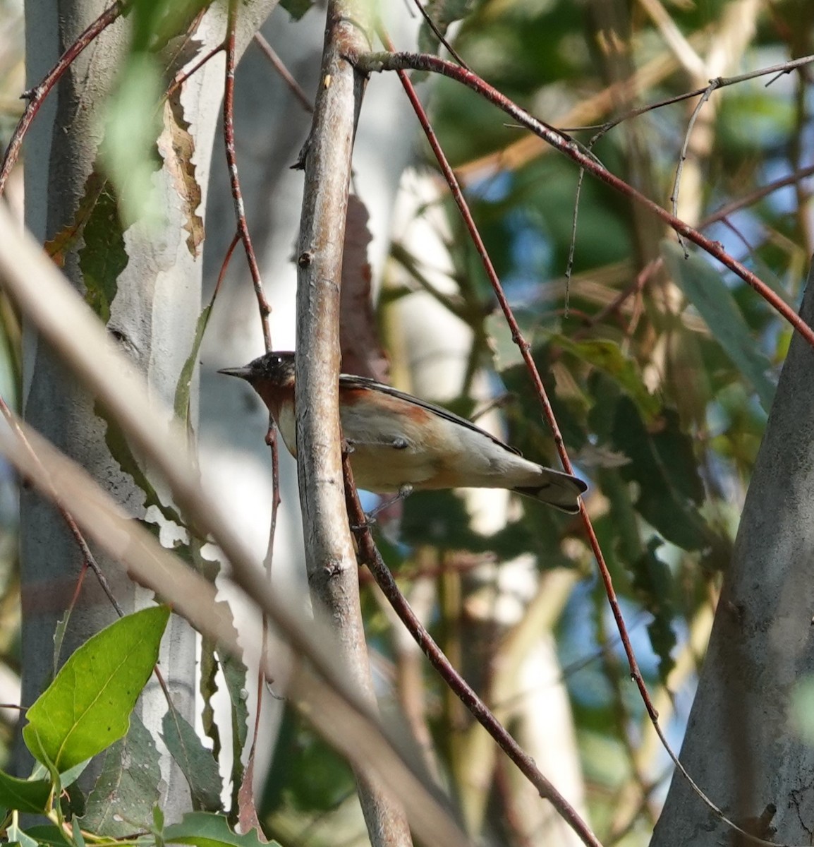 Bay-breasted Warbler - ML619797230