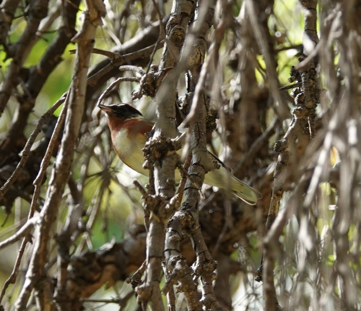 Bay-breasted Warbler - ML619797232