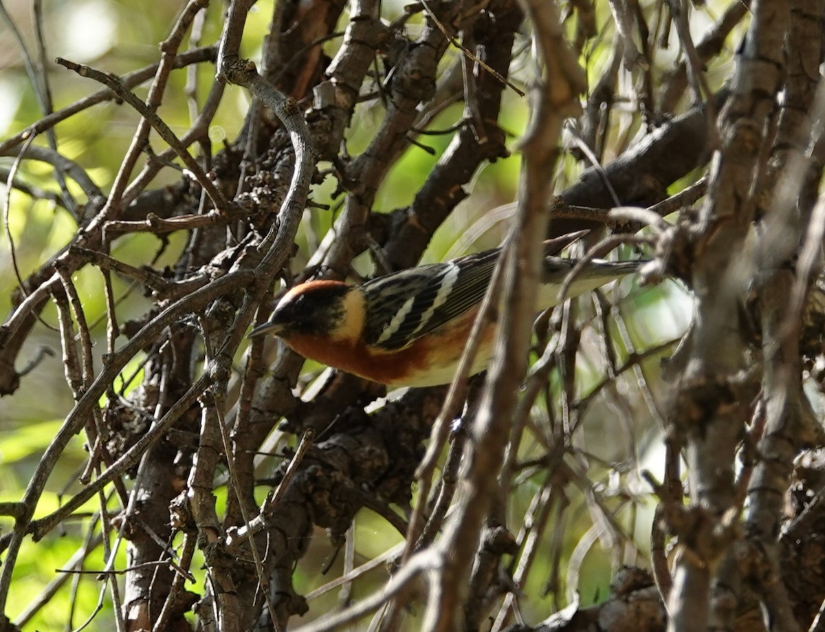 Bay-breasted Warbler - ML619797233