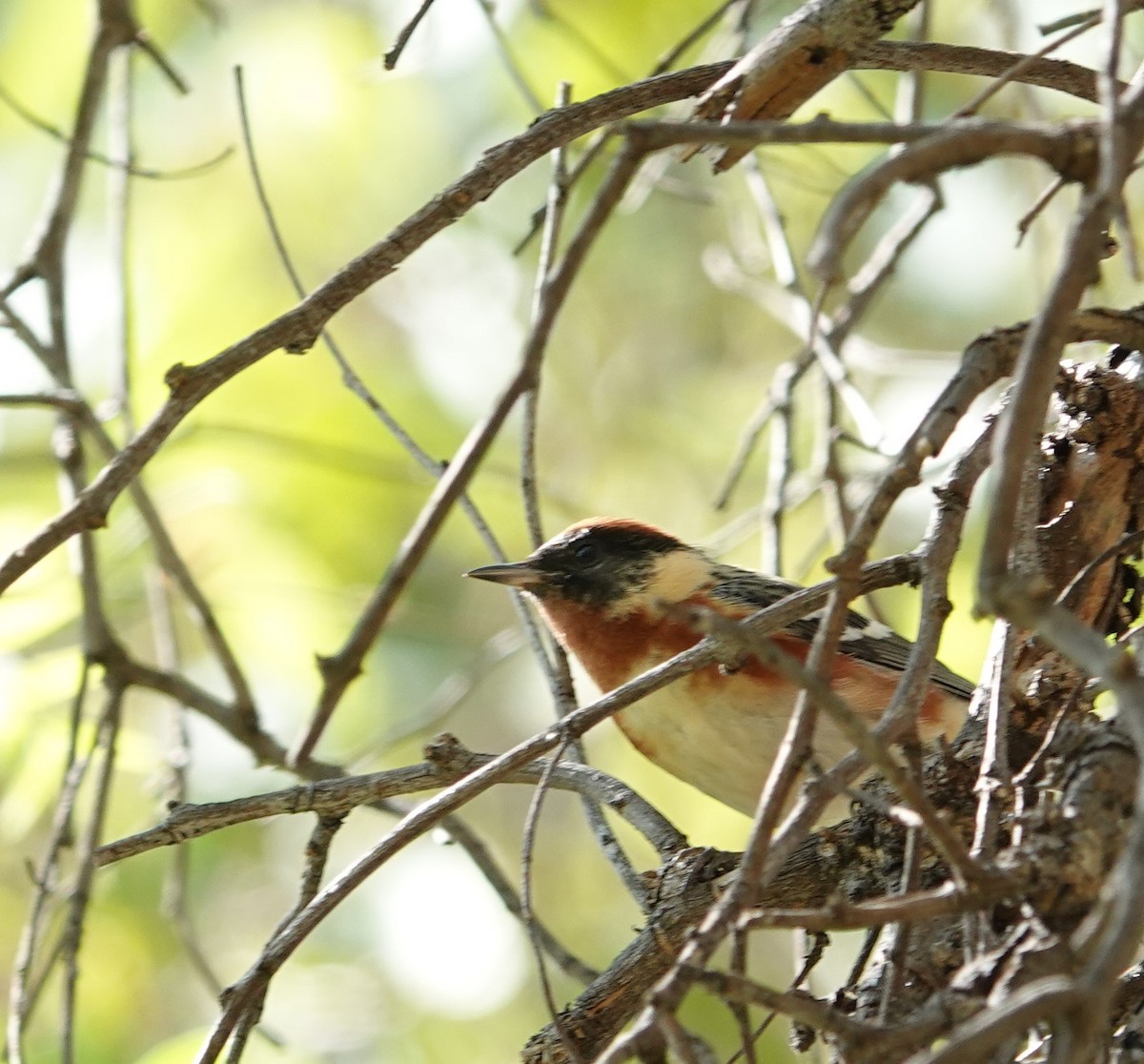 Bay-breasted Warbler - ML619797234