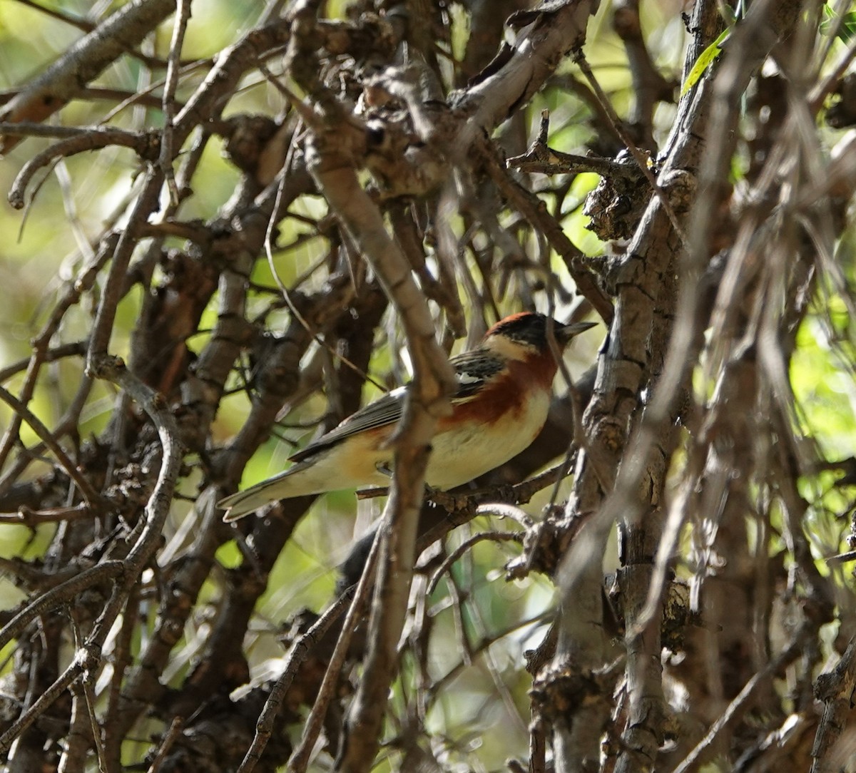 Bay-breasted Warbler - ML619797235