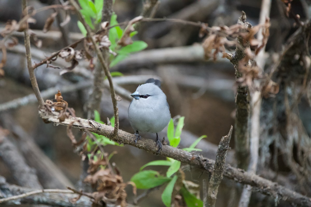 Black-tailed Waxbill - ML619797237