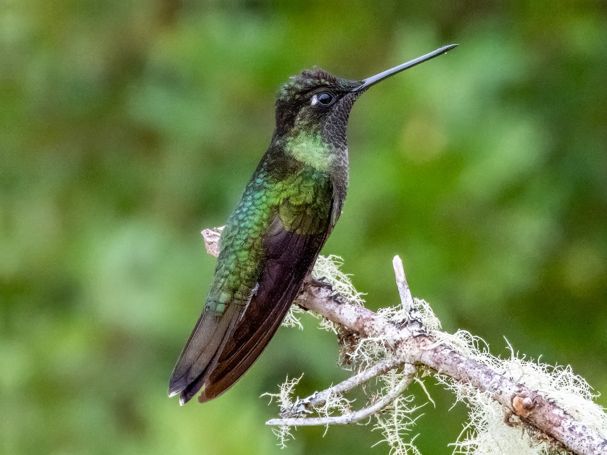 Talamanca Hummingbird - ML619797252