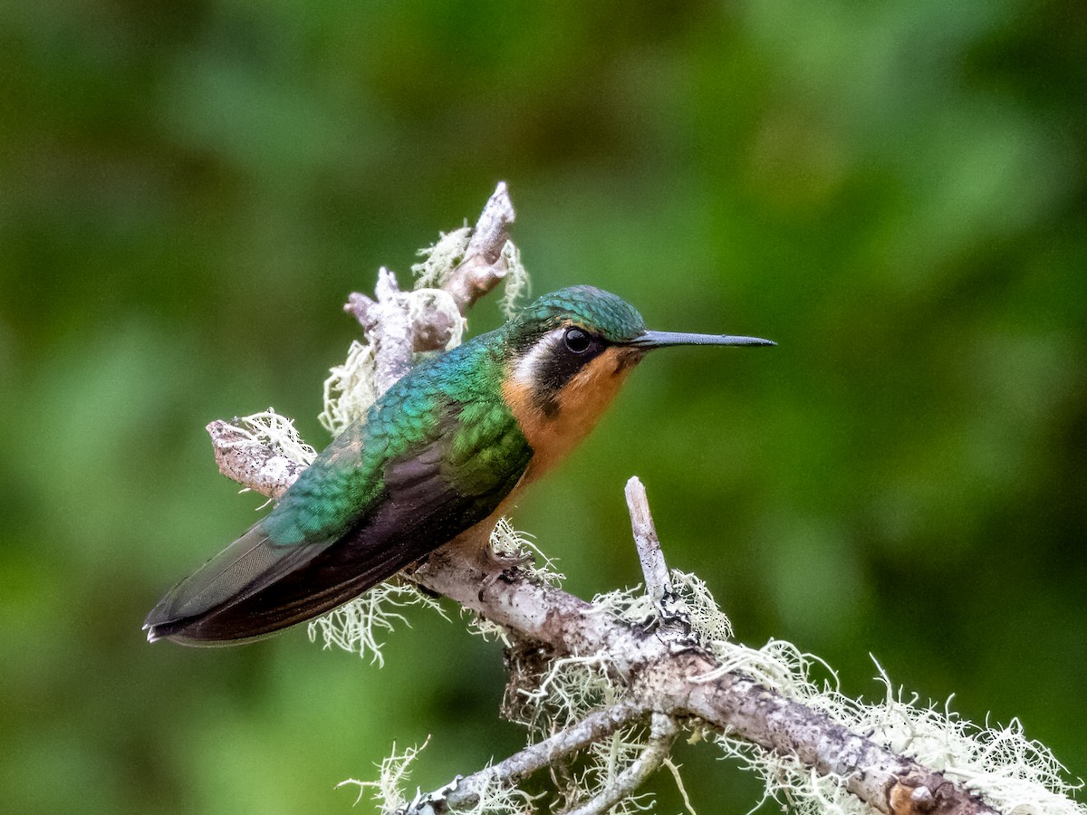 kolibřík pokřovní - ML619797254