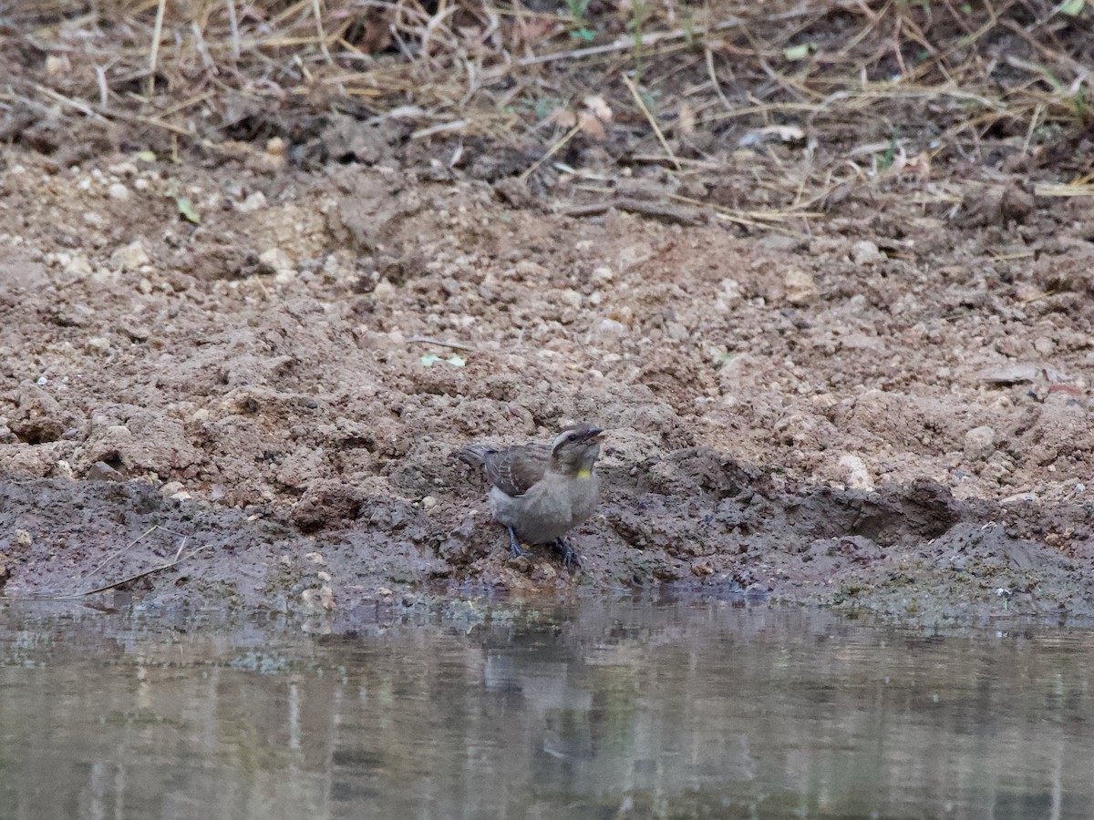 Yellow-throated Bush Sparrow - ML619797256