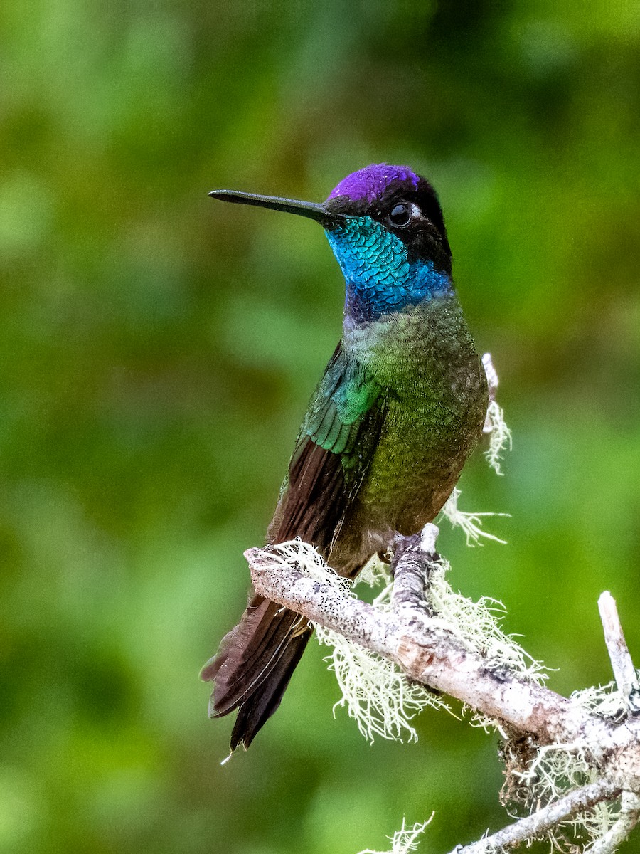 Talamanca Hummingbird - ML619797257