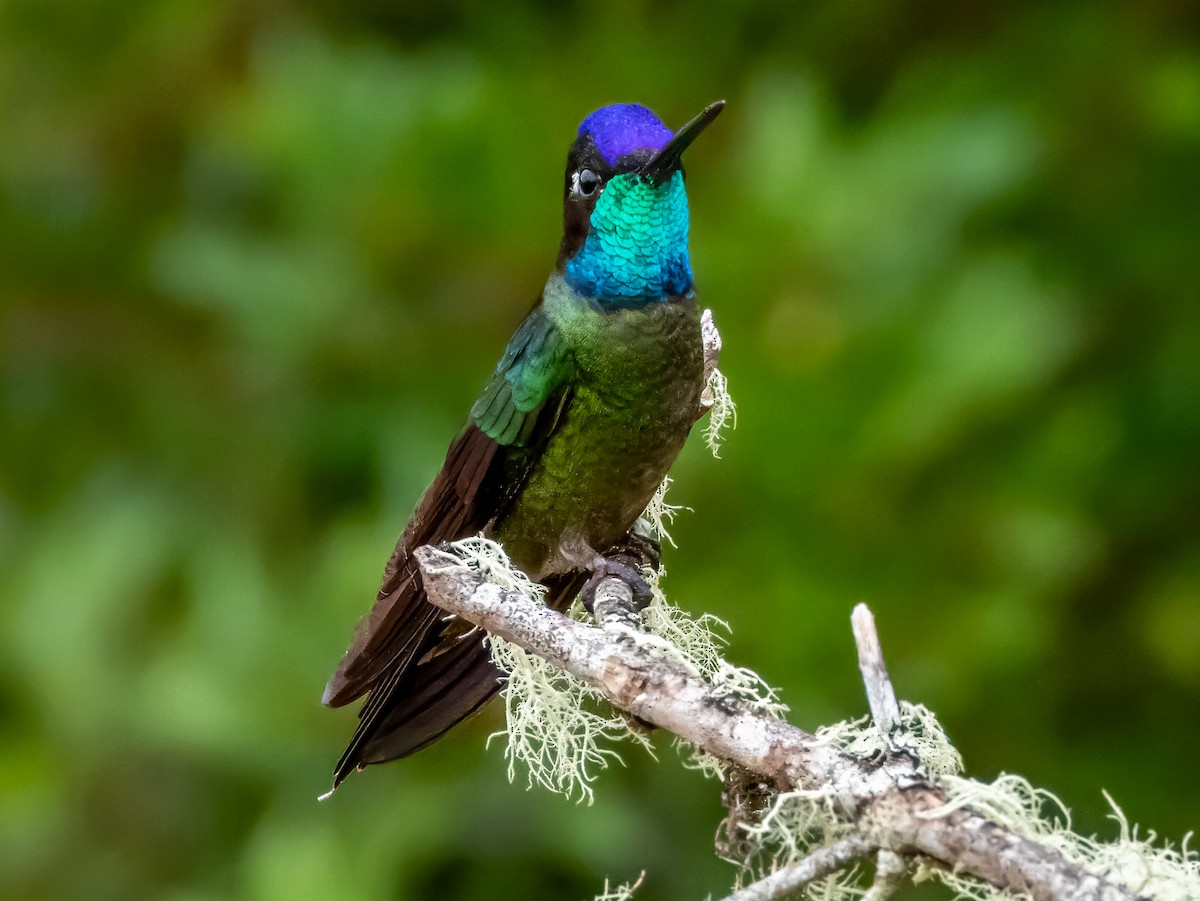 Talamanca Hummingbird - ML619797260