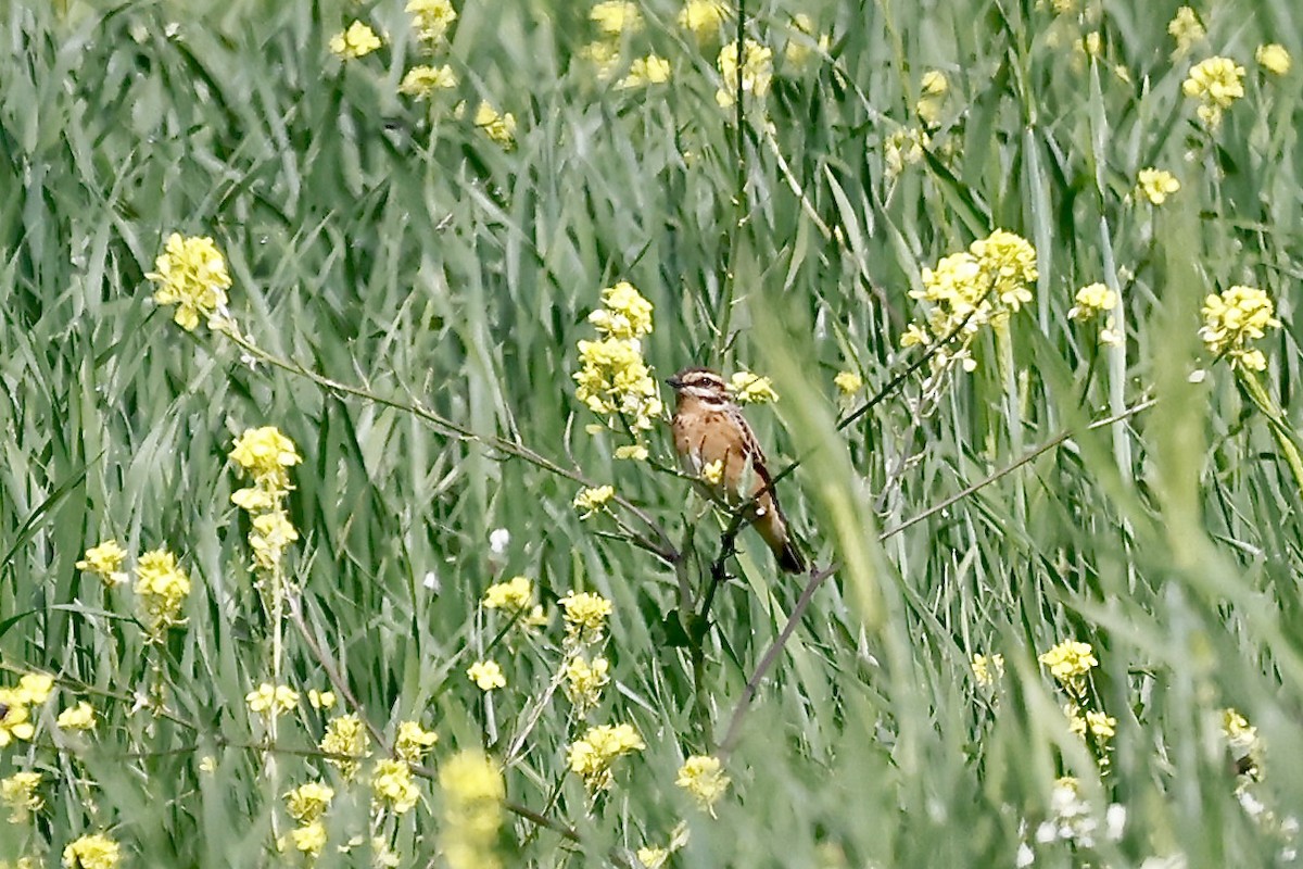 Whinchat - ML619797265
