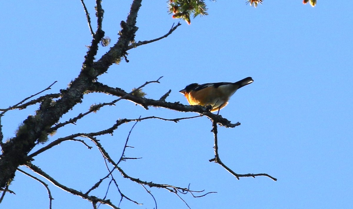 Black-headed Grosbeak - ML619797280