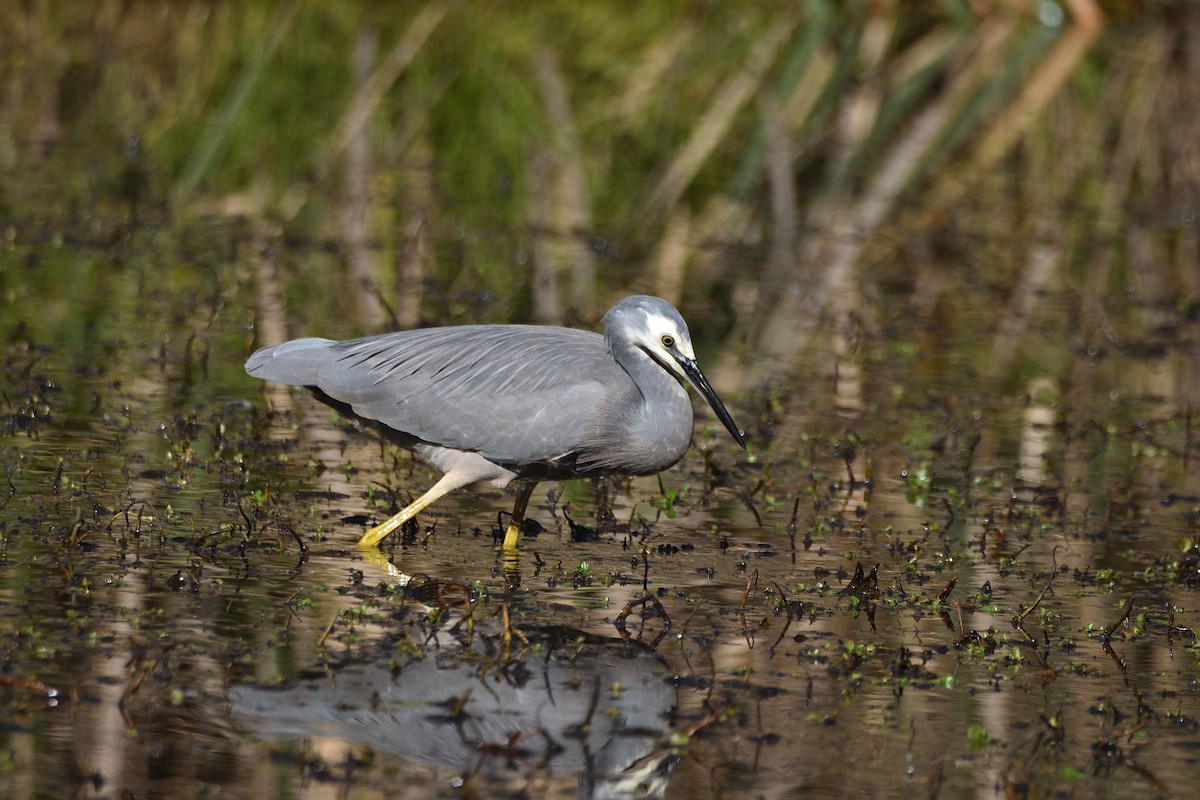 White-faced Heron - ML619797285