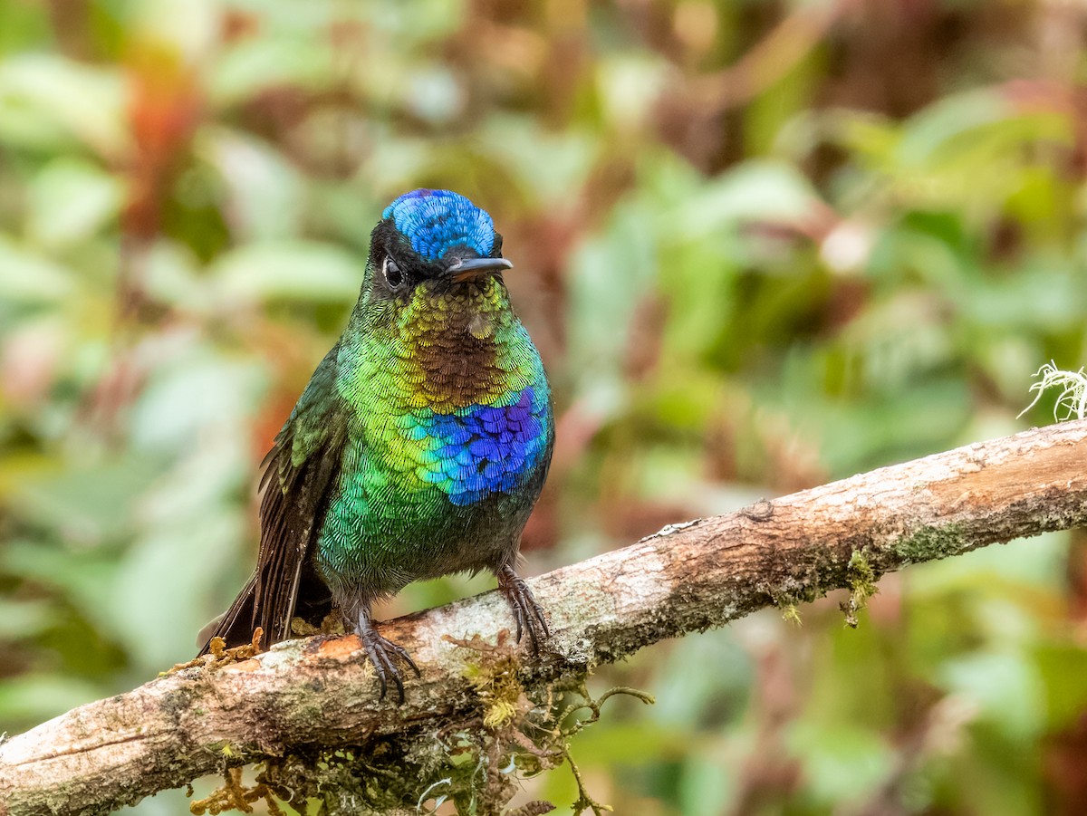 Fiery-throated Hummingbird - ML619797322