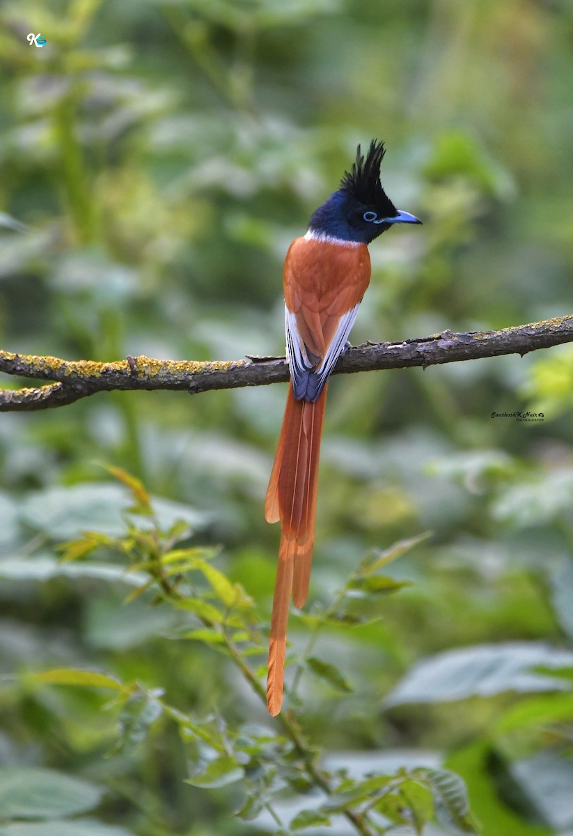 Indian Paradise-Flycatcher - ML619797331