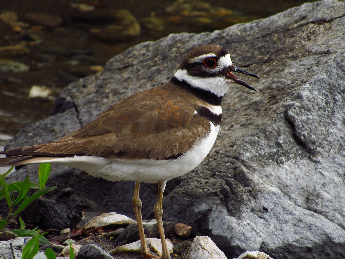 Killdeer - ML619797346