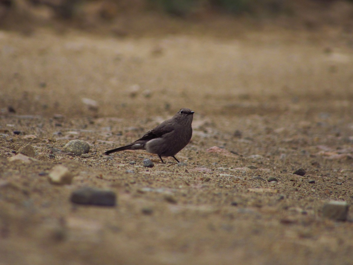 Townsend's Solitaire - ML619797351