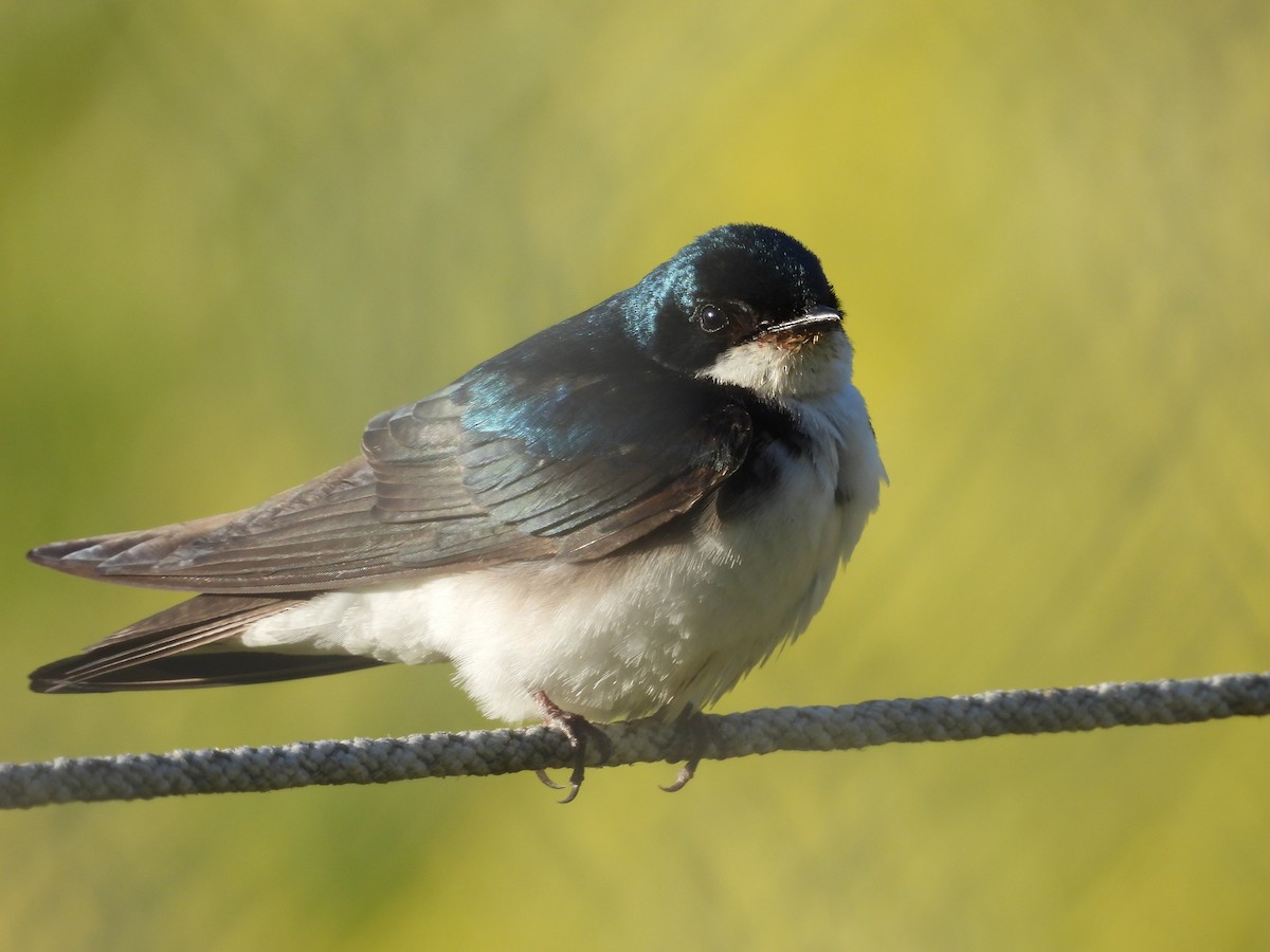 Tree Swallow - ML619797352