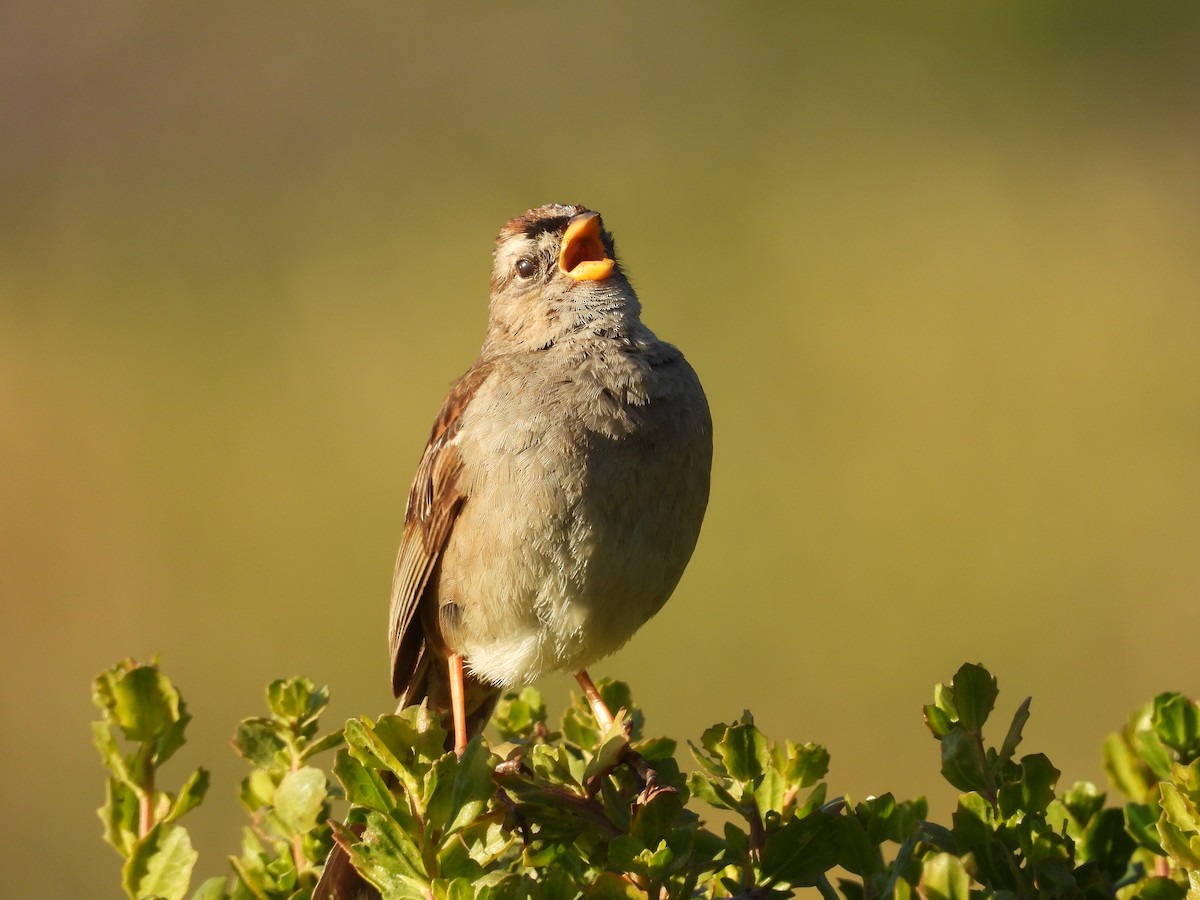 White-crowned Sparrow - Travis  Smith