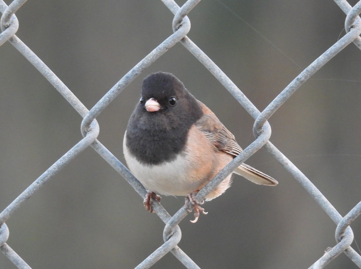 Dark-eyed Junco - ML619797360