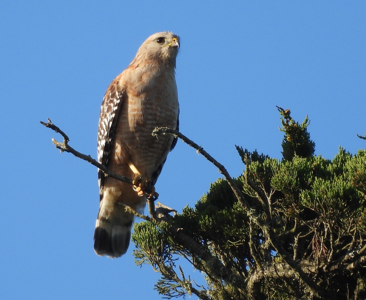 Red-shouldered Hawk - ML619797374