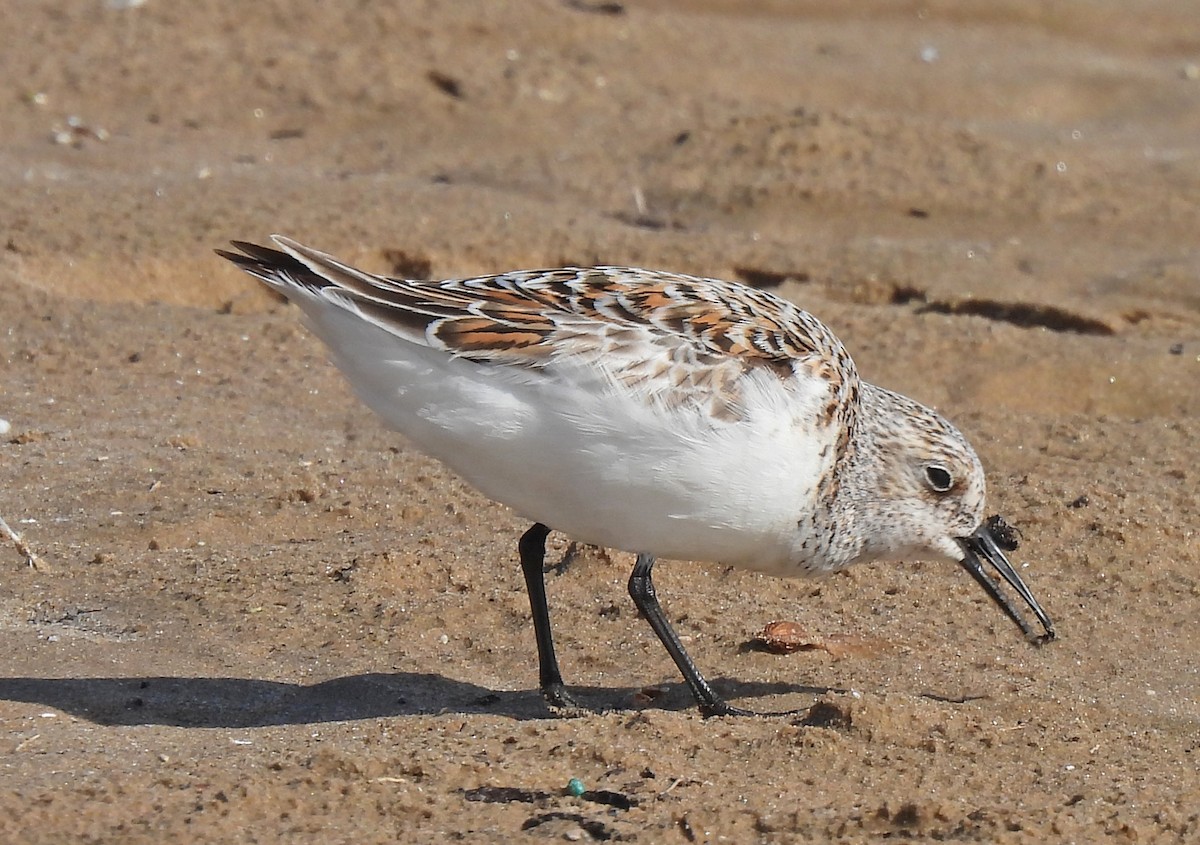 Bécasseau sanderling - ML619797381