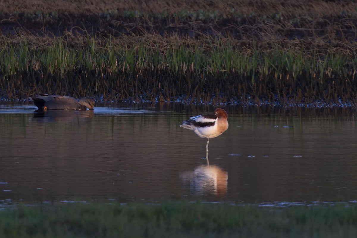 Avoceta Americana - ML619797382