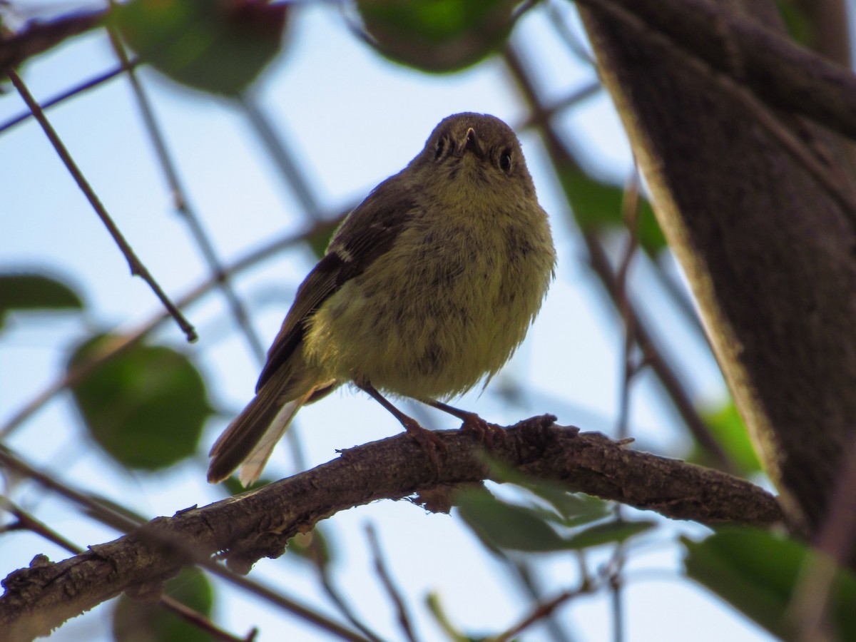 Ruby-crowned Kinglet - ML619797415